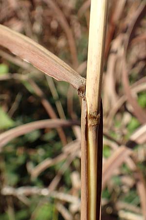 Miscanthus sacchariflorus \ Silberfahnen-Gras, Gro�es Stielbl�ten-Gras / Amur Silver Grass, D H&ouml;velhof 7.10.2018