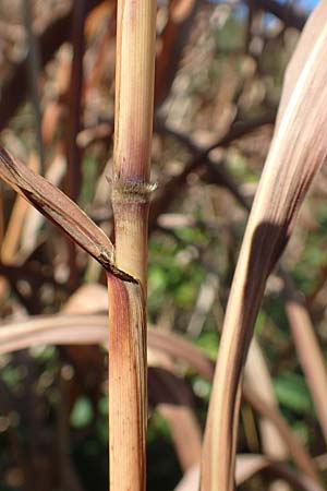 Miscanthus sacchariflorus \ Silberfahnen-Gras, Gro�es Stielbl�ten-Gras / Amur Silver Grass, D H&ouml;velhof 7.10.2018