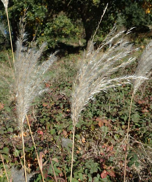 Miscanthus sacchariflorus \ Silberfahnen-Gras, Gro�es Stielbl�ten-Gras / Amur Silver Grass, D H&ouml;velhof 7.10.2018