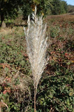 Miscanthus sacchariflorus \ Silberfahnen-Gras, Gro�es Stielbl�ten-Gras / Amur Silver Grass, D H&ouml;velhof 7.10.2018