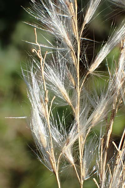 Miscanthus sacchariflorus \ Silberfahnen-Gras, Gro�es Stielbl�ten-Gras / Amur Silver Grass, D H&ouml;velhof 7.10.2018