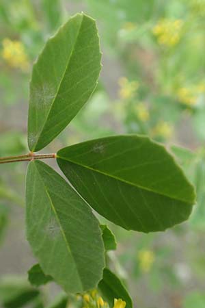 Melilotus indicus \ Indischer Honigklee, Kleinbl�tiger Steinklee / Small Melilot, D Mannheim 5.5.2019