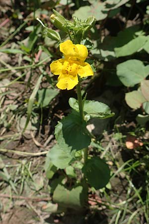 Mimulus guttatus \ Gefleckte Gauklerblume / Monkey Flower, D Schwarzwald/Black-Forest, Gengenbach 18.6.2019