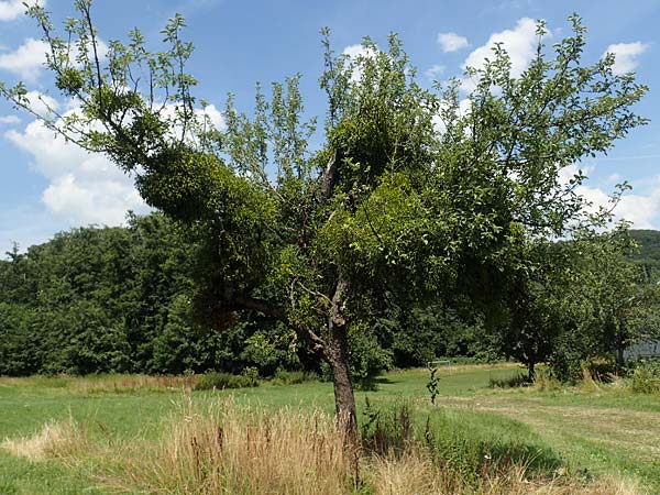 Viscum album subsp. album \ Laubholz-Mistel / Mistletoe, D Odenwald, F&uuml;rth-Erlenbach 14.7.2020