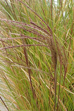 Miscanthus sinensis \ Chinaschilf, Elefanten-Gras / Chinese Silver Grass, Japanese Silver Grass, D Heidelberg 23.10.2021