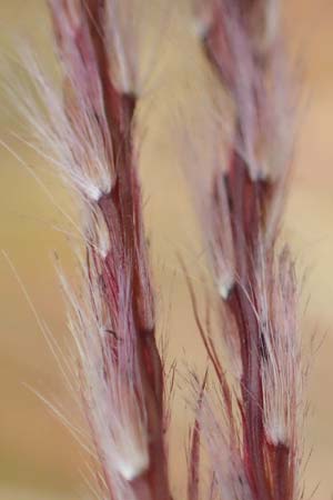 Miscanthus sinensis \ Chinaschilf, Elefanten-Gras / Chinese Silver Grass, Japanese Silver Grass, D Heidelberg 23.10.2021