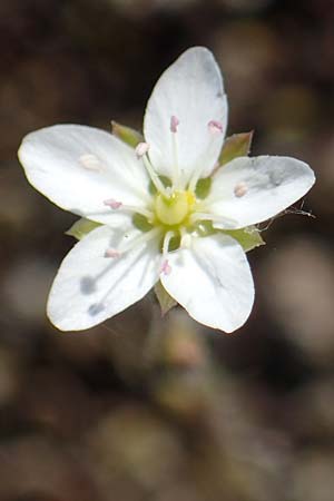 Sabulina caespitosa \ Galmei-Fr&uuml;hlings-Miere, Harzer Fr&uuml;hlings-Miere / Calaminarian Spring Sandwort, D Th&uuml;ringen, Bottendorf 13.6.2023