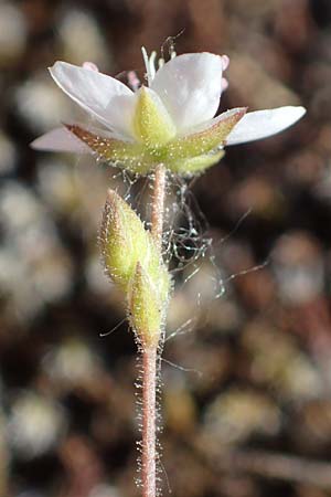 Sabulina caespitosa \ Galmei-Fr&uuml;hlings-Miere, Harzer Fr&uuml;hlings-Miere / Calaminarian Spring Sandwort, D Th&uuml;ringen, Bottendorf 13.6.2023