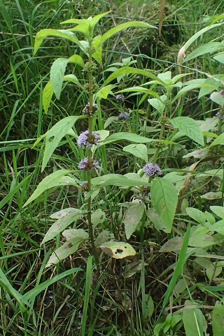 Mentha x verticillata \ Quirl-Minze / Whorled Mint, D Mudau 15.8.2023