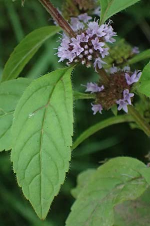 Mentha x verticillata \ Quirl-Minze / Whorled Mint, D Mudau 15.8.2023