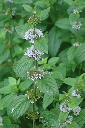 Mentha x verticillata \ Quirl-Minze / Whorled Mint, D Mudau 15.8.2023