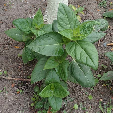 Mirabilis jalapa \ Wunderblume / Marvel of Peru, D Mannheim 17.9.2017