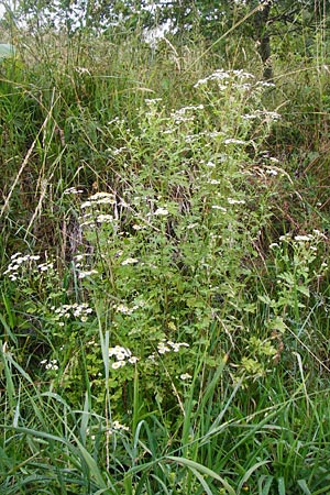Tanacetum parthenium \ Mutterkraut / Feverfew, D T&uuml;bingen 20.6.2015