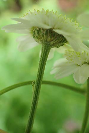 Tanacetum parthenium \ Mutterkraut / Feverfew, D Salm&uuml;nster 20.6.2020