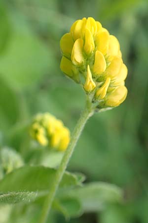Medicago lupulina \ Hopfenklee, Hopfen-Luzerne / Black Medick, D Konstanz 25.4.2018