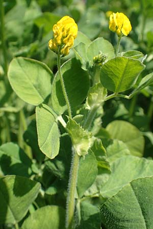 Medicago lupulina \ Hopfenklee, Hopfen-Luzerne / Black Medick, D Mannheim 12.4.2020