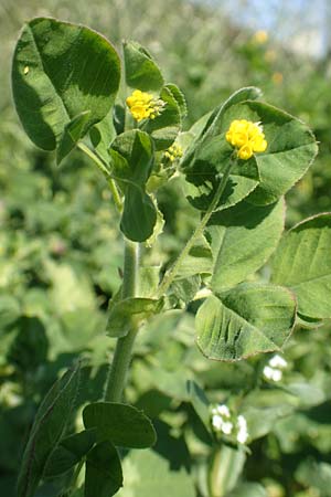 Medicago lupulina \ Hopfenklee, Hopfen-Luzerne / Black Medick, D Mannheim 12.4.2020