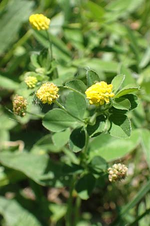 Medicago lupulina \ Hopfenklee, Hopfen-Luzerne / Black Medick, D Ketsch 21.5.2020