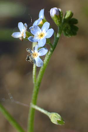Myosotis laxa \ Rasen-Vergissmeinnicht / Small-Flowered Forget-me-not, Tufted Forget-me-not, D Gro&szlig;-Gerau 29.5.2021