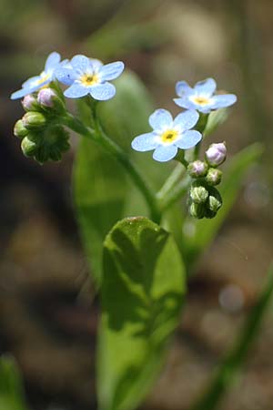 Myosotis laxa \ Rasen-Vergissmeinnicht / Small-Flowered Forget-me-not, Tufted Forget-me-not, D Gro&szlig;-Gerau 29.5.2021