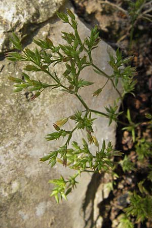 Sabulina mediterranea \ Mittelmeer-Miere, Mediterrane Miere / Mediterranean Sandwort, D   8.6.2013