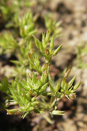 Sabulina mediterranea \ Mittelmeer-Miere, Mediterrane Miere / Mediterranean Sandwort, D   8.6.2013