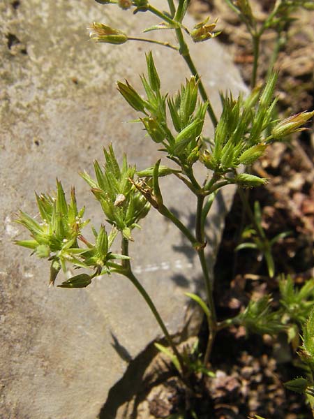 Sabulina mediterranea \ Mittelmeer-Miere, Mediterrane Miere / Mediterranean Sandwort, D   8.6.2013