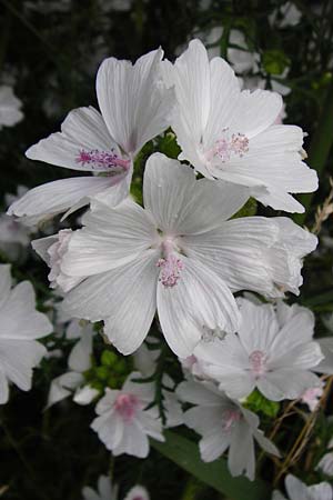 Malva alcea \ Rosen-Malve, Spitzblatt-Malve / Hollyhock Mallow, D Heppenheim-Mittershausen 26.6.2015