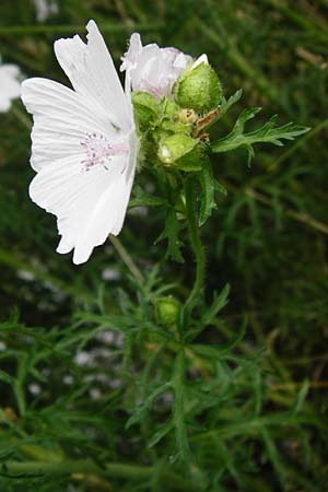 Malva alcea \ Rosen-Malve, Spitzblatt-Malve / Hollyhock Mallow, D Heppenheim-Mittershausen 26.6.2015