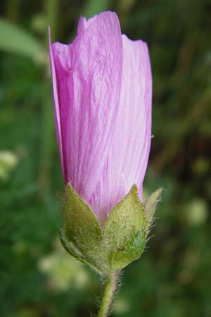Malva alcea \ Rosen-Malve, Spitzblatt-Malve / Hollyhock Mallow, D Heppenheim-Mittershausen 26.6.2015
