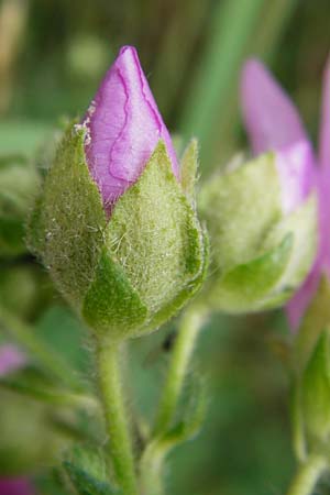 Malva alcea \ Rosen-Malve, Spitzblatt-Malve / Hollyhock Mallow, D Heppenheim-Mittershausen 26.6.2015