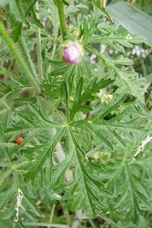Malva alcea \ Rosen-Malve, Spitzblatt-Malve / Hollyhock Mallow, D Heppenheim-Mittershausen 26.6.2015