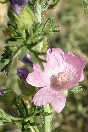 Malva moschata \ Moschus-Malve / Musk Mallow, D Aschaffenburg 24.6.2017