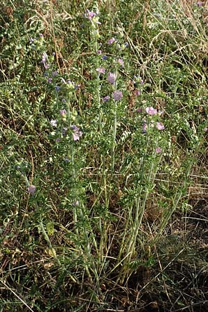 Malva moschata \ Moschus-Malve / Musk Mallow, D Aschaffenburg 24.6.2017