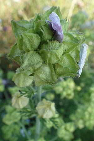 Malva moschata \ Moschus-Malve / Musk Mallow, D Aschaffenburg 24.6.2017