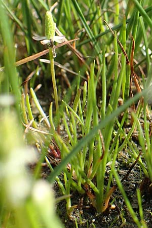 Myosurus minimus \ M�useschw�nzchen / Tiny Mousetail, D Birkenheide 14.4.2018