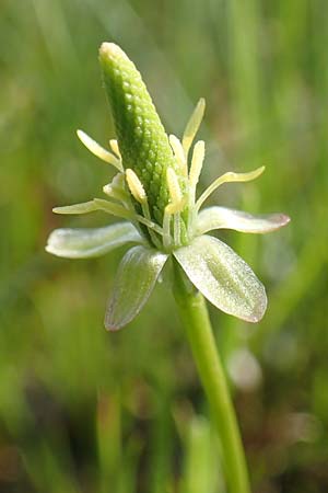 Myosurus minimus \ M�useschw�nzchen / Tiny Mousetail, D Birkenheide 14.4.2018