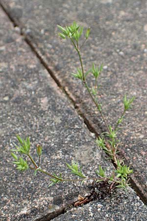 Sabulina mediterranea \ Mittelmeer-Miere, Mediterrane Miere / Mediterranean Sandwort, D Schutterwald 25.4.2018