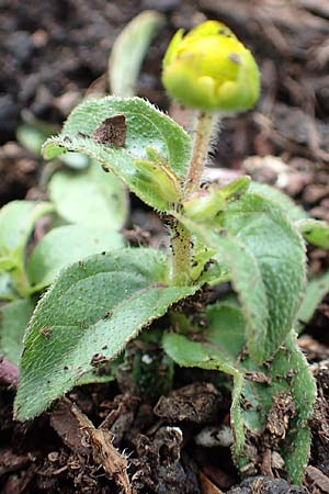 Melampodium montanum \ Sterntaler, D Schalksm&uuml;hle 11.7.2018