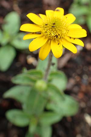 Melampodium montanum \ Sterntaler, D Schalksm&uuml;hle 11.7.2018
