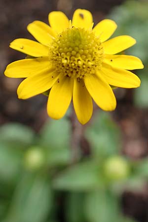 Melampodium montanum \ Sterntaler, D Schalksm&uuml;hle 11.7.2018