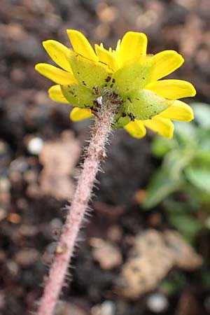 Melampodium montanum \ Sterntaler, D Schalksm&uuml;hle 11.7.2018