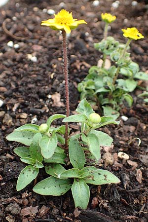 Melampodium montanum \ Sterntaler, D Schalksm&uuml;hle 11.7.2018