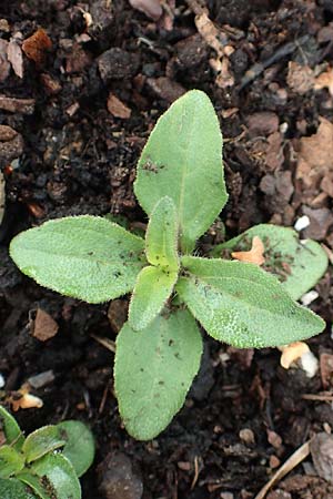 Melampodium montanum \ Sterntaler, D Schalksm&uuml;hle 11.7.2018