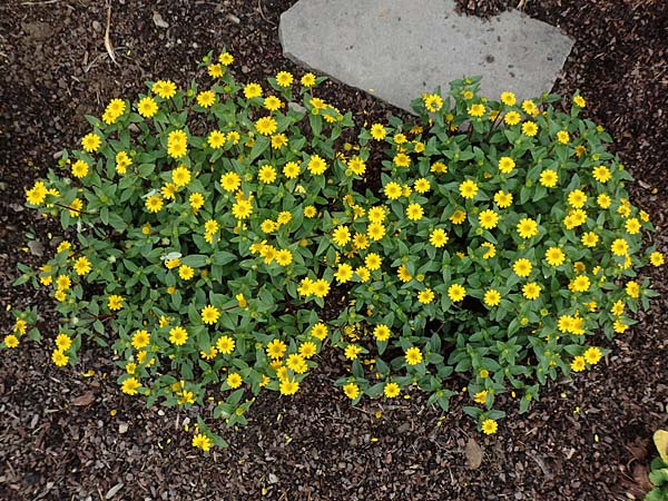 Melampodium montanum \ Sterntaler, D Schalksm&uuml;hle 11.7.2018