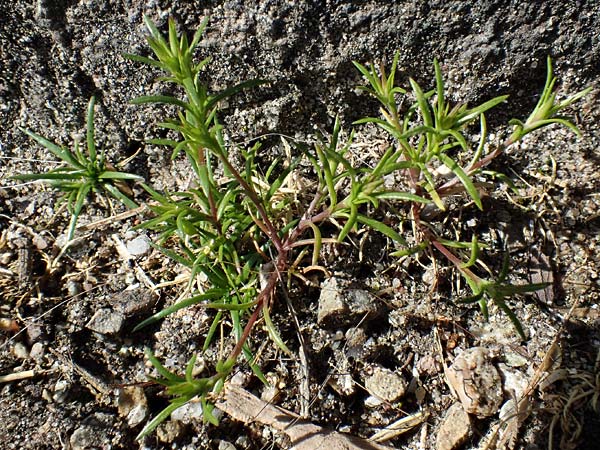 Sabulina mediterranea \ Mittelmeer-Miere, Mediterrane Miere / Mediterranean Sandwort, D Schutterwald 17.4.2021