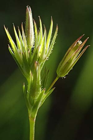 Sabulina mediterranea \ Mittelmeer-Miere, Mediterrane Miere / Mediterranean Sandwort, D Schutterwald 7.5.2021