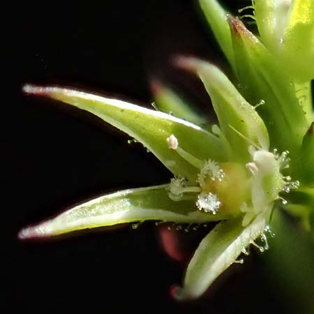 Sabulina mediterranea \ Mittelmeer-Miere, Mediterrane Miere / Mediterranean Sandwort, D Schutterwald 7.5.2021