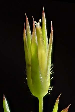 Sabulina mediterranea \ Mittelmeer-Miere, Mediterrane Miere / Mediterranean Sandwort, D Schutterwald 7.5.2021