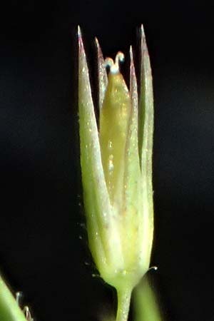 Sabulina mediterranea \ Mittelmeer-Miere, Mediterrane Miere / Mediterranean Sandwort, D Schutterwald 7.5.2021